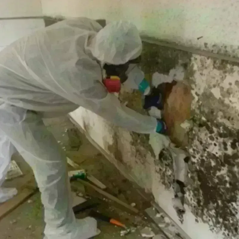 Mold Remediation and Removal in Parkway, CA